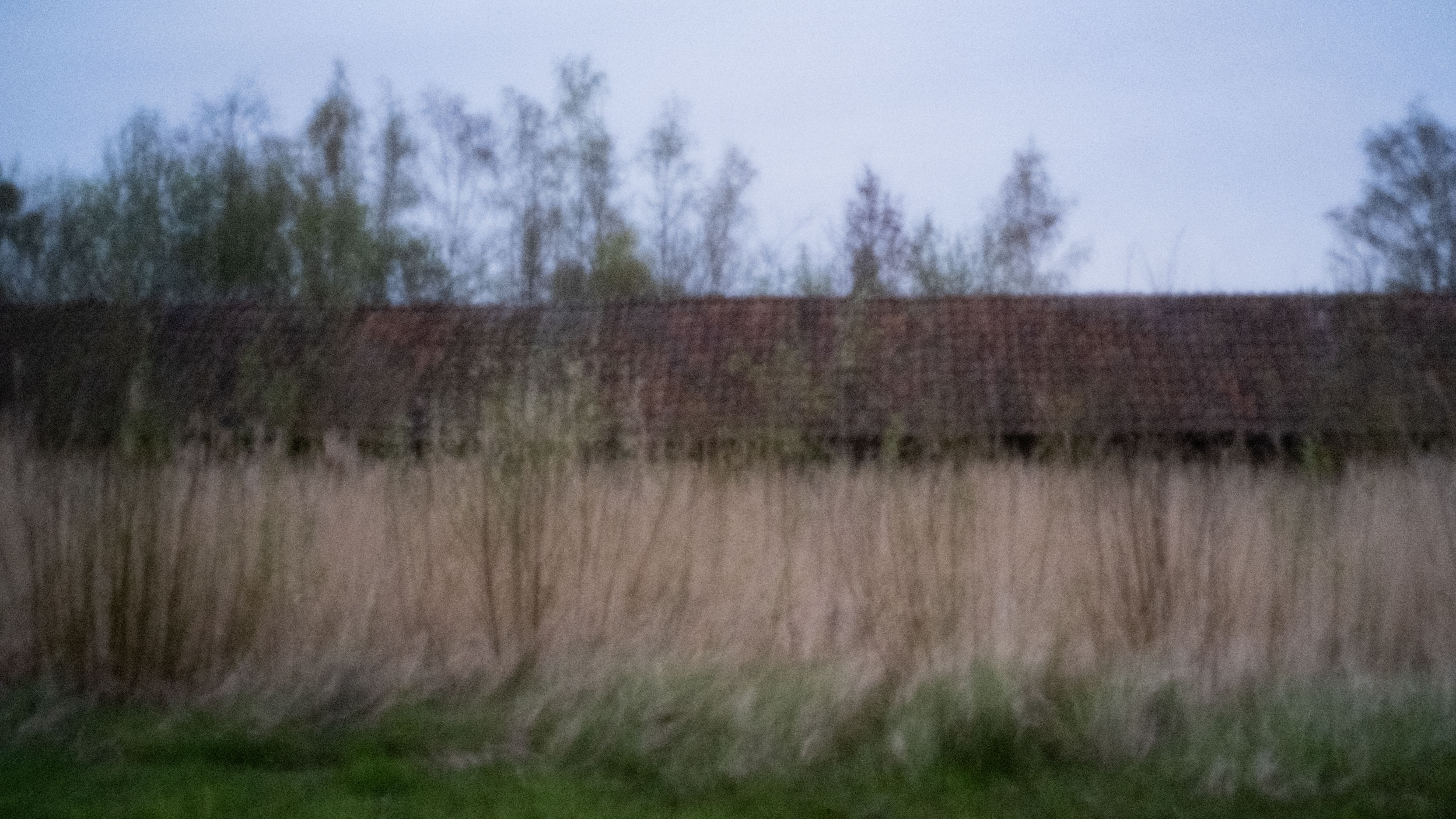Lange droogloods achter een rietkraag