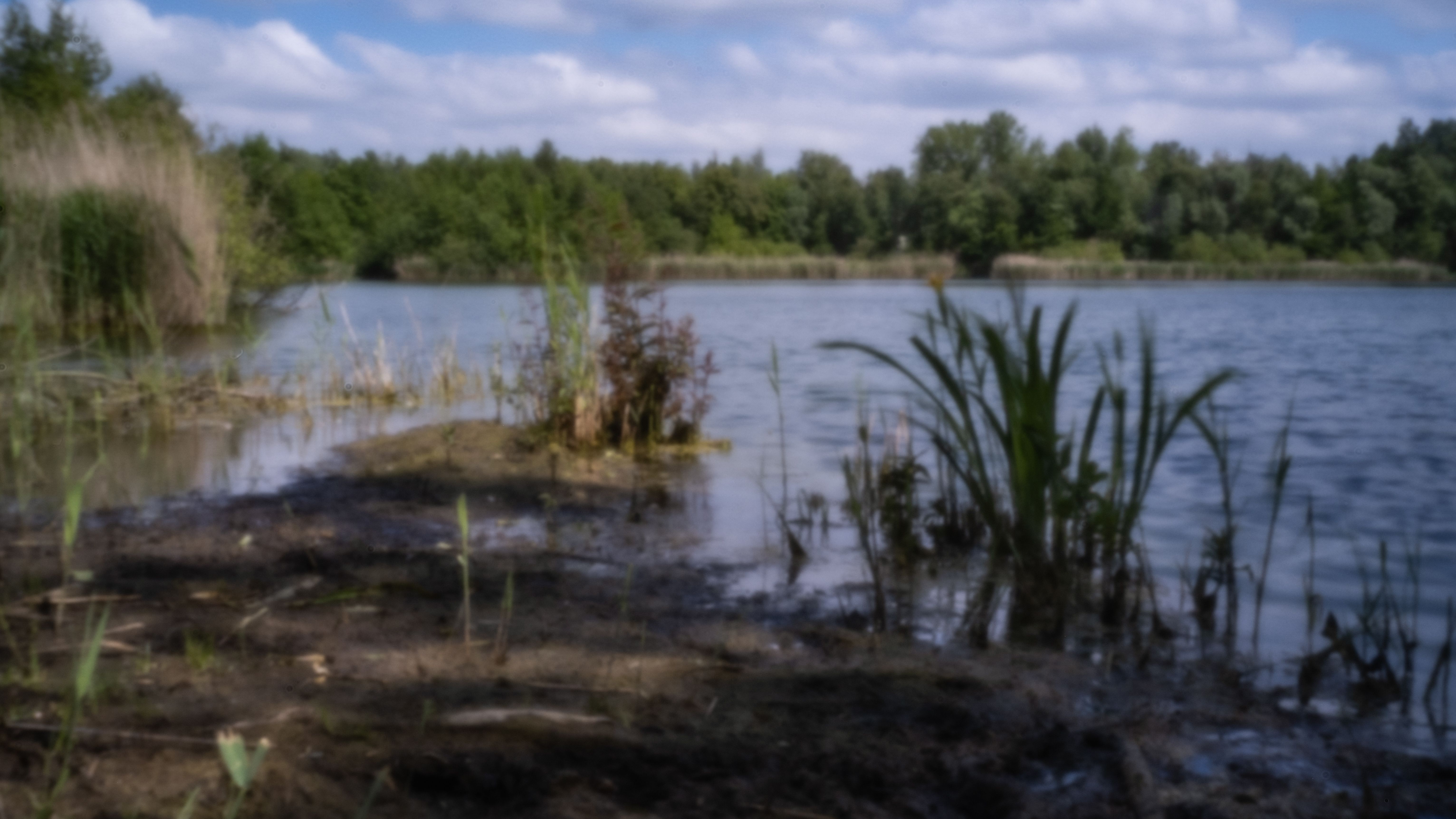 Oever van een kleiput met riet en drijvende planten