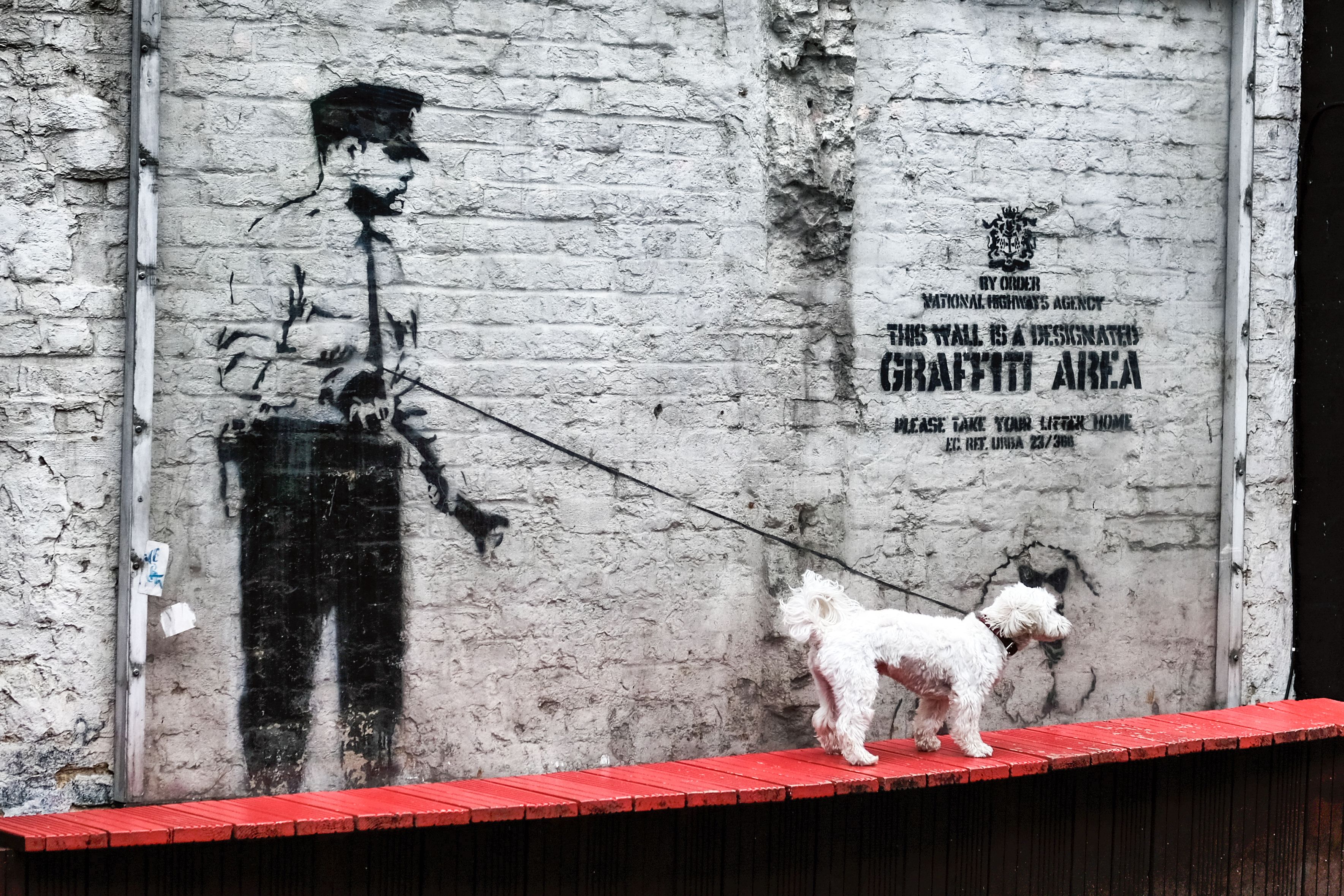 Witte poedel op een rode richel voor een muur met Banksy-graffiti