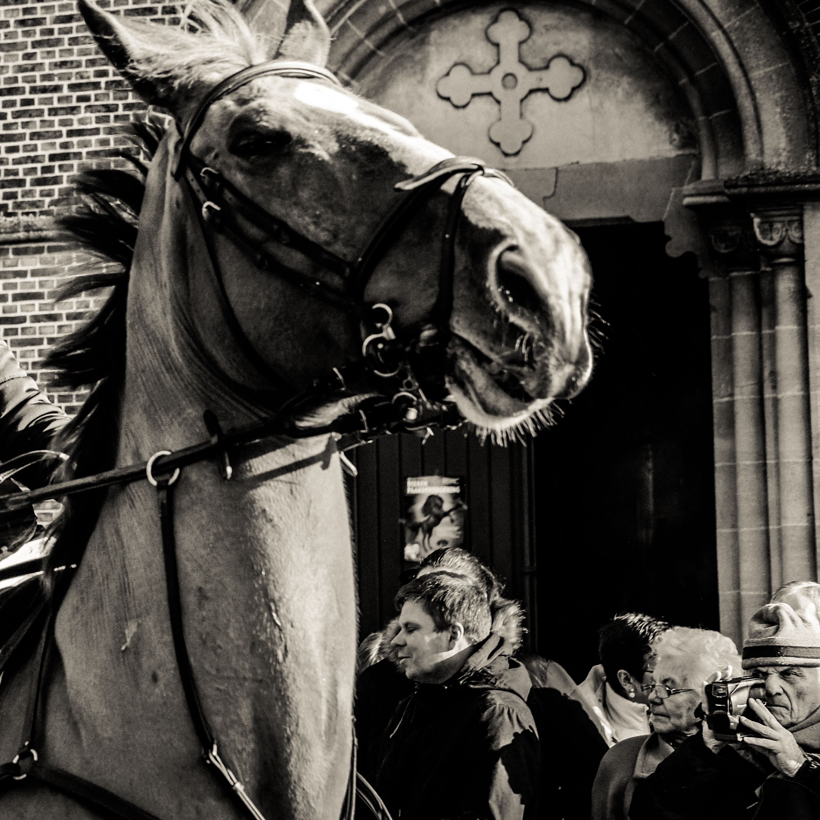 Paard met kruisornament voor een donkere kerkdeur